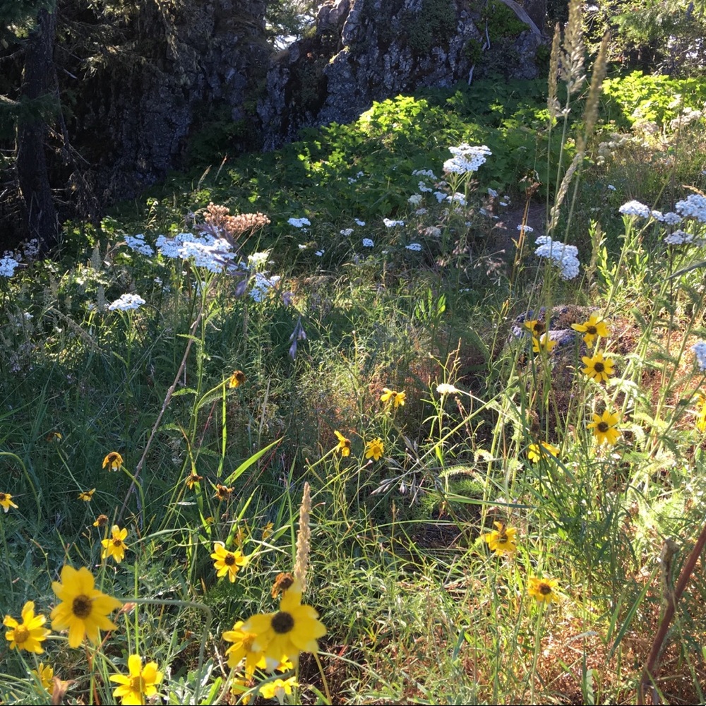 🌹Meet the posher🌹